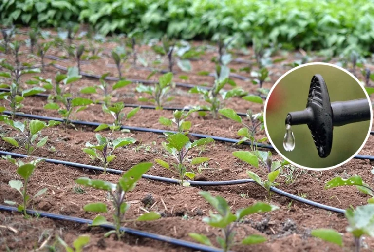Drip Irrigation System for Farm